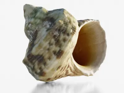 Scanned seashell Low-poly 3D model buy