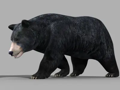 Black Bear PRO 3D model purchase