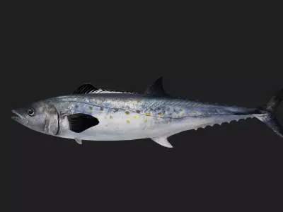 Mackerel Low-poly 3D model purchase