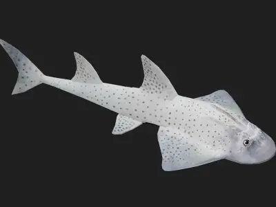 Skate Low-poly 3D model 2