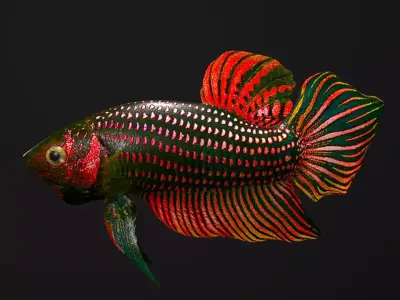 Betta Fish 3D model get