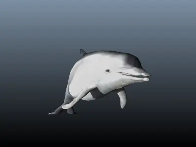 dolphin lowpoly 3D model purchase
