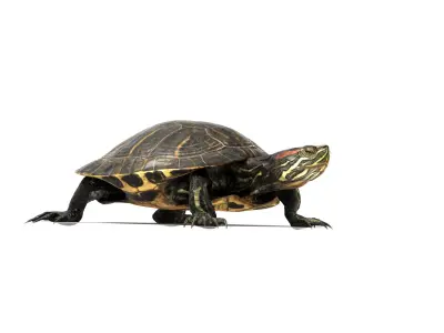 Aquatic Turtle Rigged 3D model