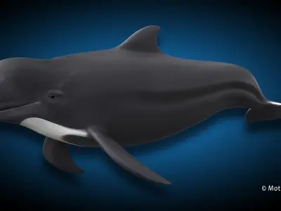 Pilot Whale 3D model buy