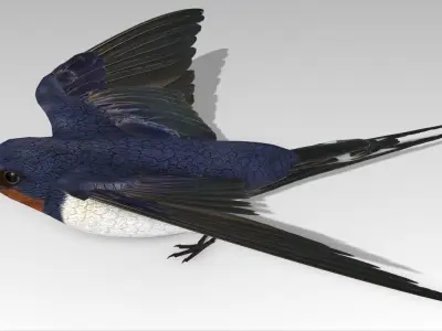 Swallow Bird Low-poly 3D model