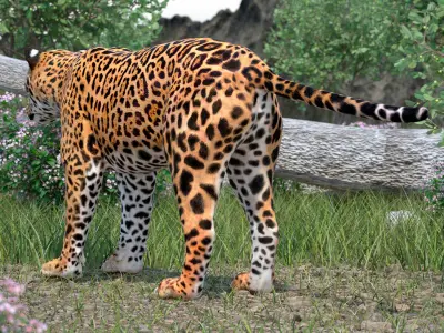 Jaguar 3D model purchase