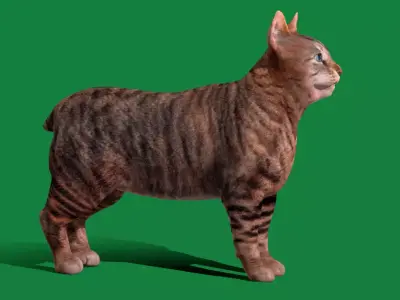 Manx Cat Free low-poly 3D model