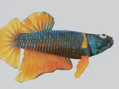 Betta Fish 3D model purchase
