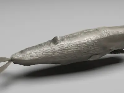 Sperm Whale 3D model shop