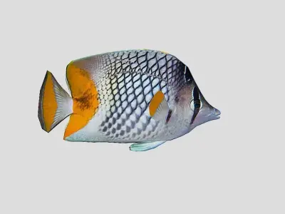 Coral Reef Fish Collection Animated Low-poly 3D model