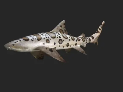 Smooth Leopard Shark model 3D model