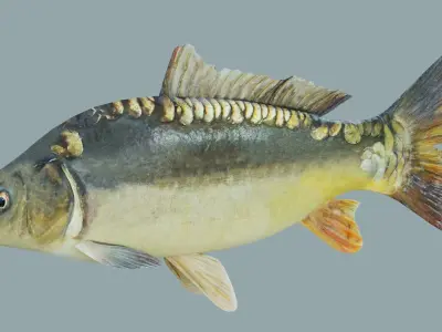 Freshwater fish carp Low-poly 3D model