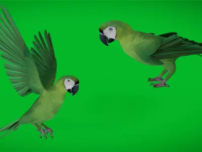 Chestnut Fronted Macaw Bird Low-poly 3D model