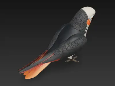Parrot Realistic 3D Model Basic - Low Poly Realistic Low-poly 3D model