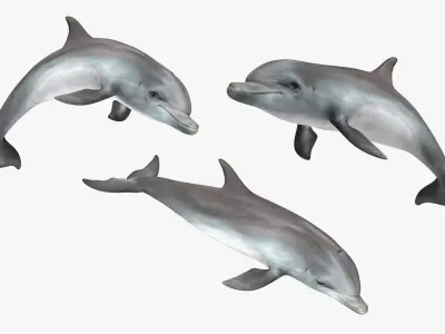 Dolphin Animated Collection 3D model