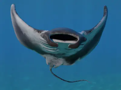 Manta Ray Animated  Low-poly 3D model