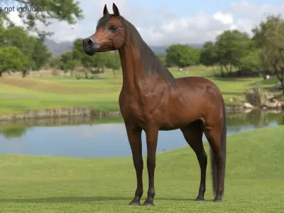Arabian Horse Brown Fur Rigged  purchase 3D model
