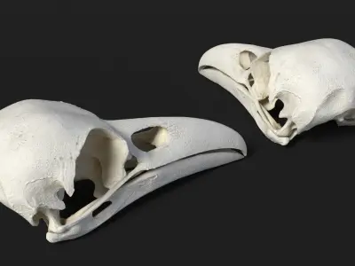  Crow Raven Skull Anatomy Model Clean 