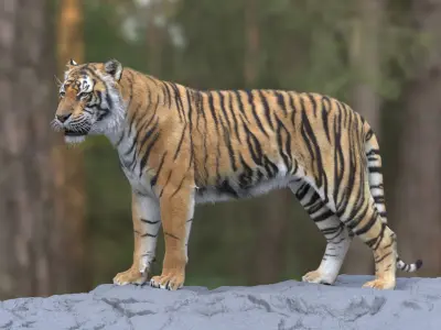 Tiger and Deer ANIMATED Collection 3D model