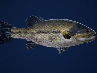 Large Mouth Bass Fish with Swimming Animation Low-poly 3D model