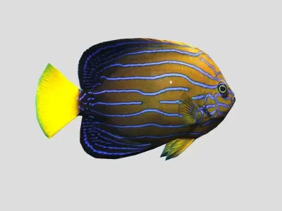 Blue-striped Angelfish Realistic Animated Low-poly 3D model