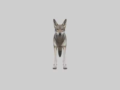Mexican Wolf Low-poly 3D model
