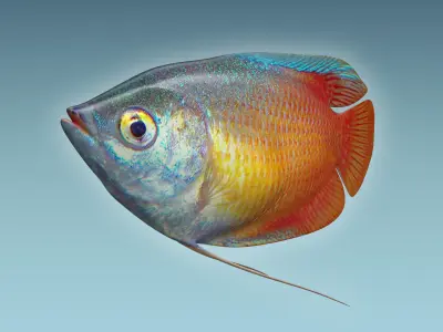 Gurame Fish 3D model