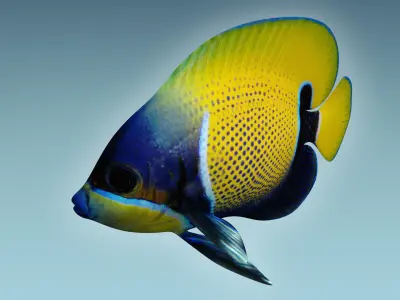 Anglefish 7 butterfly fish 3D model