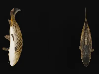 Common Eurasian Carp Fish Low-poly 3D model