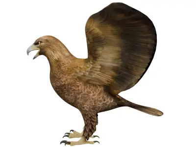 Eagle 3D model get