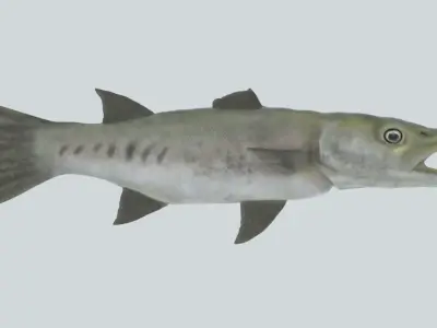Barracuda fish Free low-poly 3D model