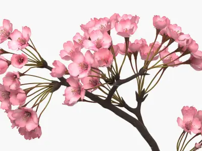 Somei Yoshino Sakura Cherry Blossom Branch Pink 3D model