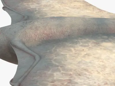 8K Realistic Pterodactyl Low-poly 3D model