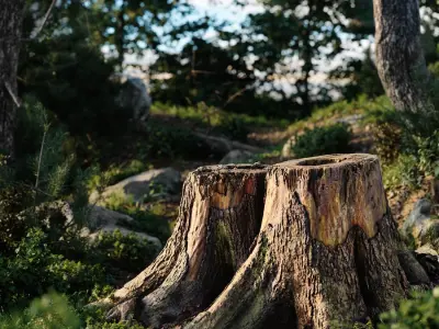  Short Cut Forest Twin Tree Stump Model 