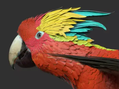 Parrot 3D model order