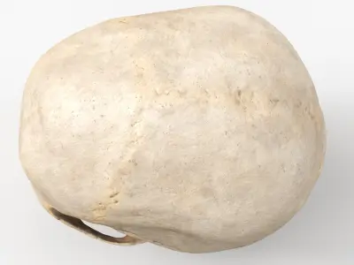  Human Skull 