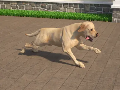 Running White Retriever Dog Animated Rigged for Maya 3D model