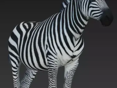 Zebra 3D model buy