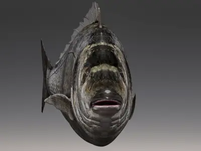  Fish Animated Sea Bream 3D model