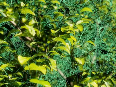 European Beech 04 3D Scanned Animated 3D model