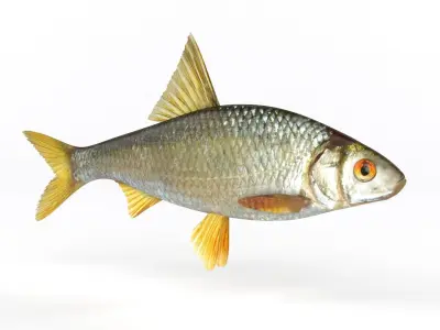 Roach Fish 3D model get