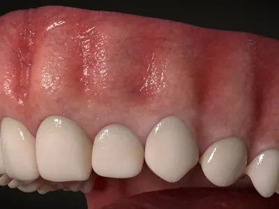Human Mouth Teeth Anatomy 3D model