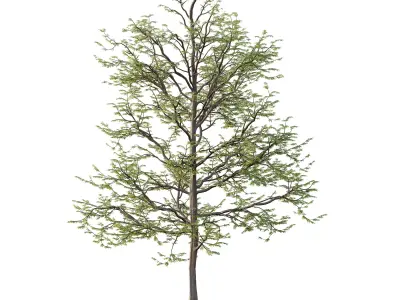 Mountain Ash Tree 013 3D model