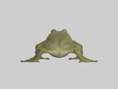 Indian Bullfrog croaking model Low-poly 3D model