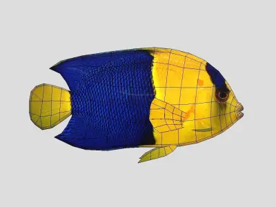 Bicolor Angelfish Low-poly 3D model