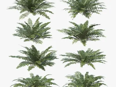Sword Fern Bundle 3D model purchase