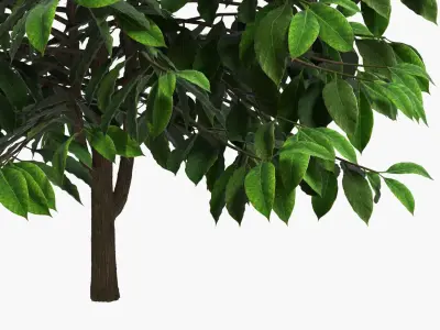 Coffee Plant with Dense Foliage Green 3D model