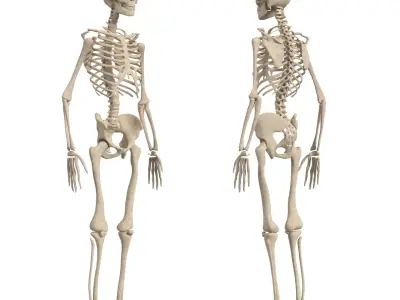 Complete Human Body Anatomy - Muscles Skeleton Internal Organs 3D model