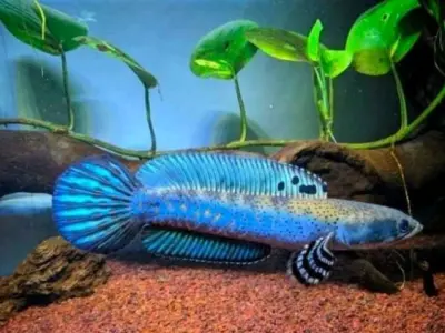 Blue Channa 3D model