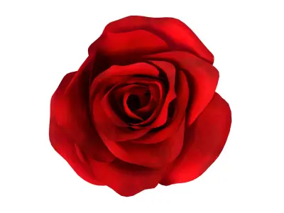  Rose 2 